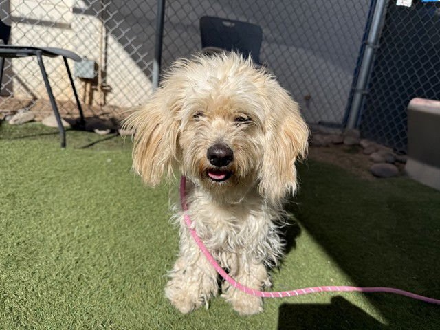 VANILLA - Poodle (Miniature) available for adoption