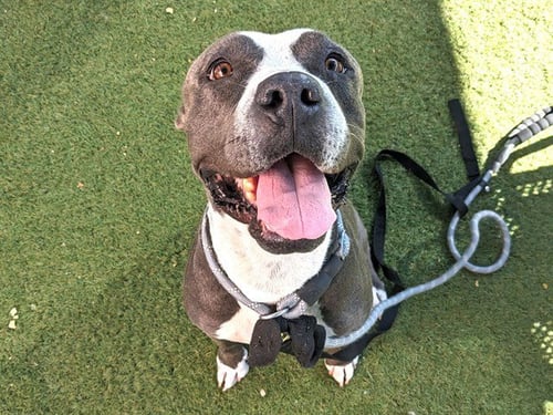 QUEENIE - American Pit Bull Terrier available for adoption