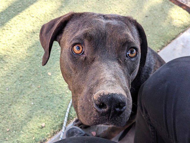 FAUNA - American Pit Bull Terrier / Labrador Retriever available for adoption