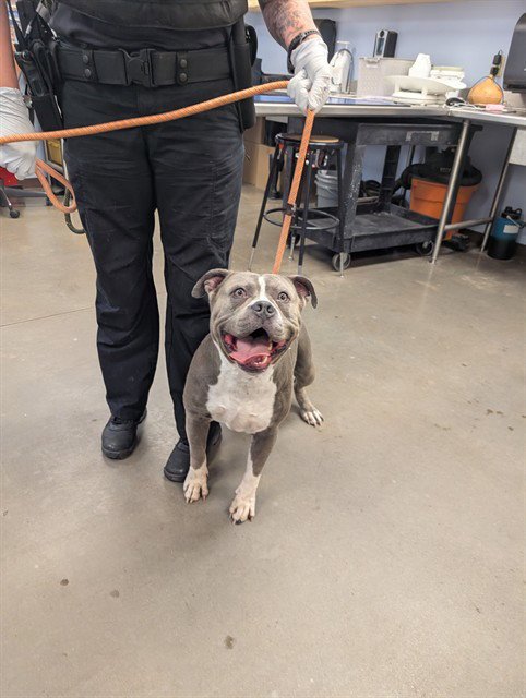 LUDACRIS - American Pit Bull Terrier available for adoption