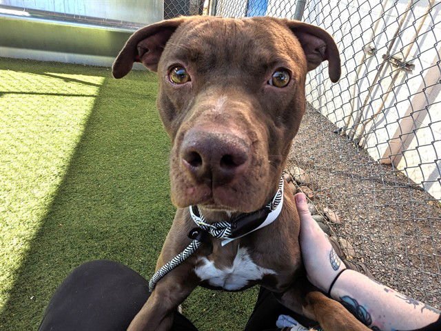 CURRY - American Pit Bull Terrier available for adoption