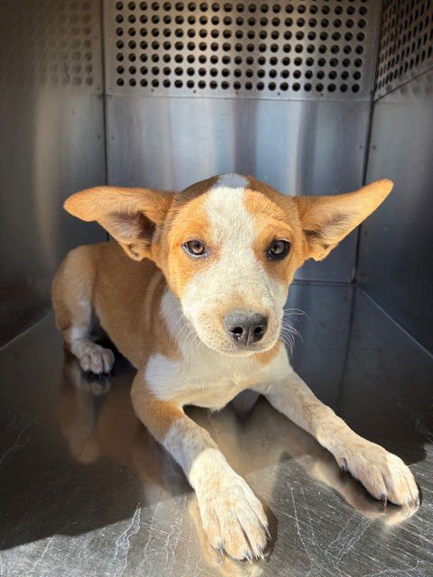 AMARYLLIS - Australian Cattle Dog/Blue Heeler available for adoption