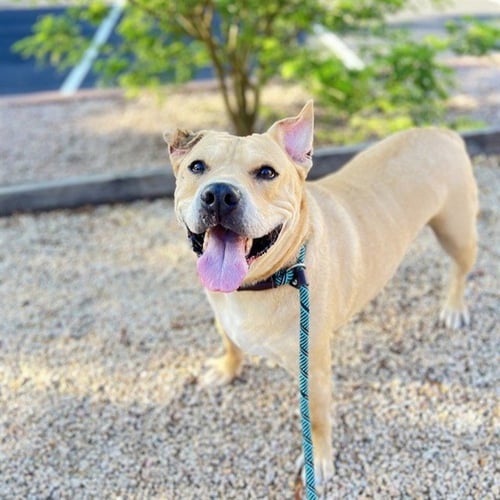 DUCKY - American Pit Bull Terrier available for adoption