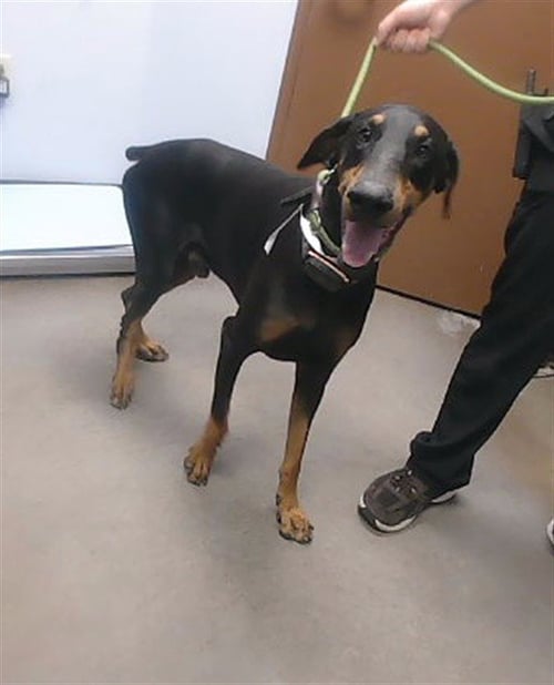 SILLY BILLY - Doberman Pinscher available for adoption