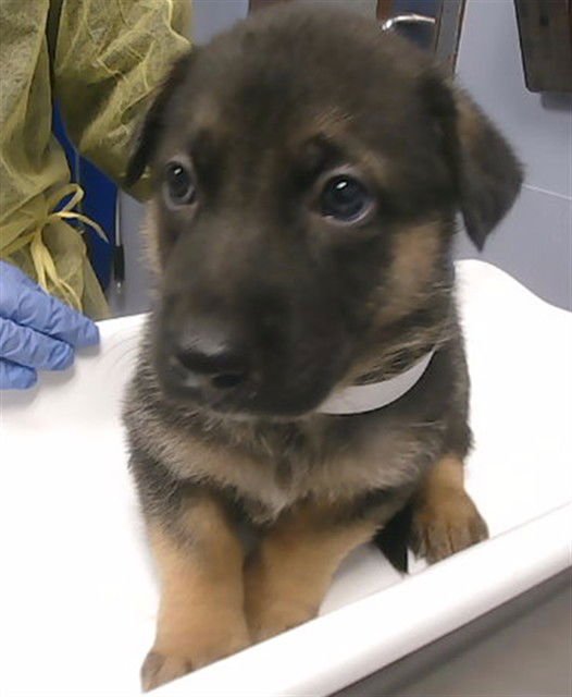 CAPTAIN - German Shepherd Dog available for adoption