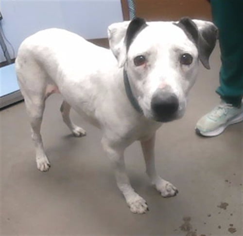 PHOENIX - Pointer available for adoption