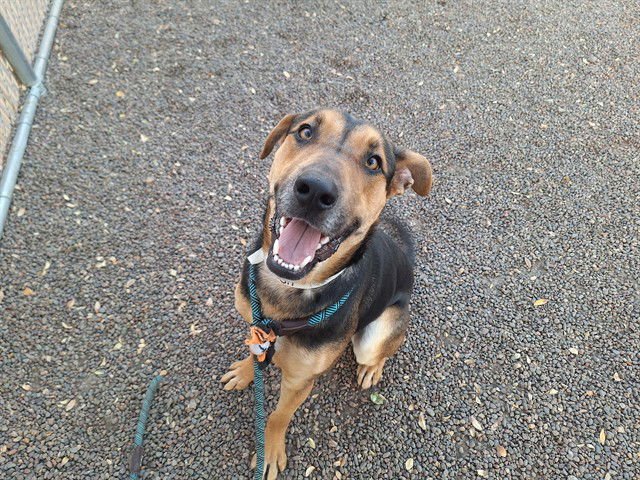 ROYAL - German Shepherd Dog available for adoption