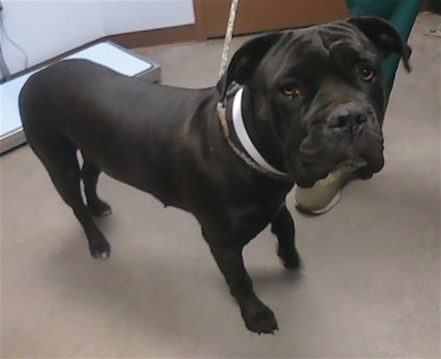 ROSIE - Cane Corso Mastiff available for adoption