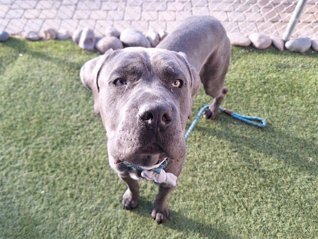 BALOO - Cane Corso Mastiff / Mastiff available for adoption