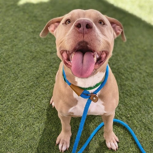 BABY DOG - American Pit Bull Terrier available for adoption