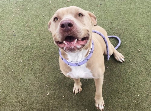 BABY DOG - American Pit Bull Terrier available for adoption