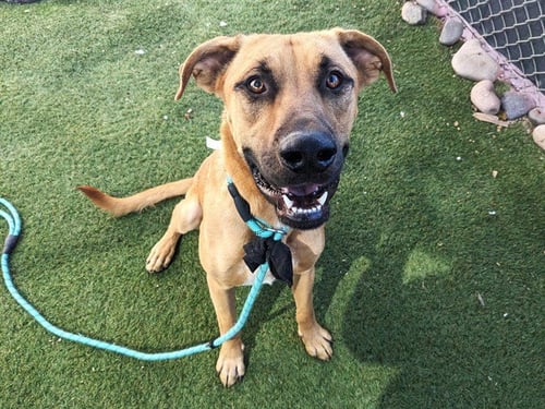 GIMLI - Black Mouth Cur available for adoption