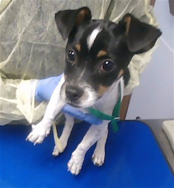 BABYBEL - Jack Russell Terrier (Parson Russell Terrier) / Chihuahua available for adoption