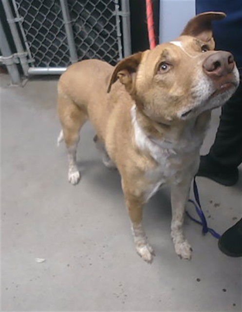 ZEUS - Australian Cattle Dog/Blue Heeler available for adoption