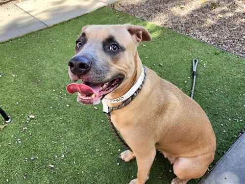 BASIL - American Pit Bull Terrier available for adoption