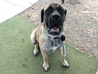 CHIPMUNK - Photo 1