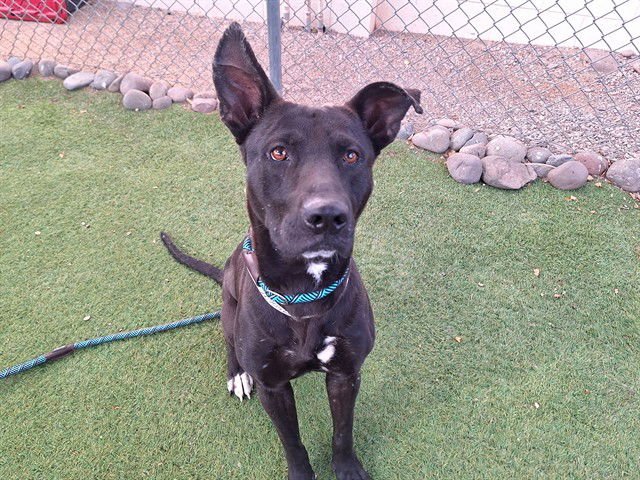 PRESTO - Labrador Retriever / German Shepherd Dog available for adoption