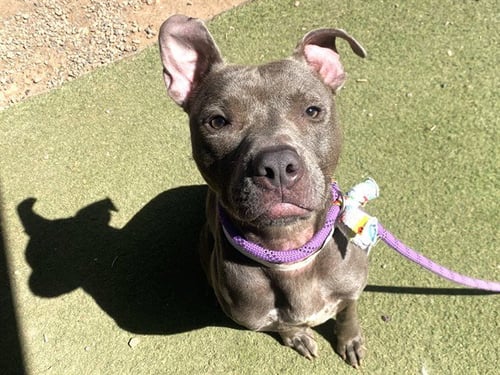 UNCLE BOB - American Pit Bull Terrier available for adoption