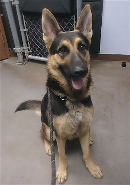 GROOT - German Shepherd Dog available for adoption