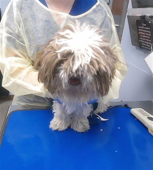 SHAGGY - Shih Tzu available for adoption