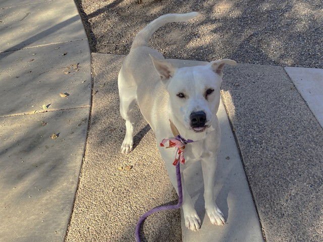 STALLONE - American Pit Bull Terrier available for adoption