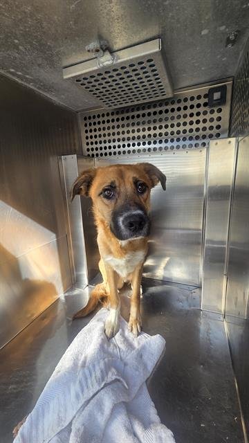 TIMMY TIM - Australian Cattle Dog/Blue Heeler available for adoption