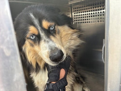 KENAI - Siberian Husky / Australian Shepherd available for adoption
