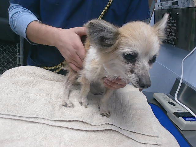 PRINCESS - Chihuahua available for adoption