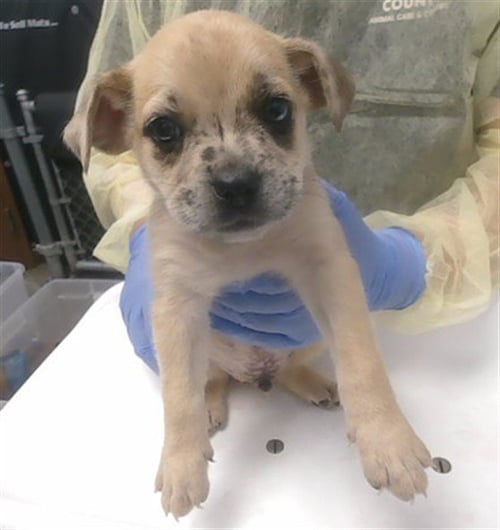 JIM BEAM - Catahoula Leopard Dog available for adoption
