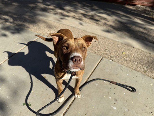 BUMBLEBEE - American Pit Bull Terrier / Chinese Shar-Pei available for adoption