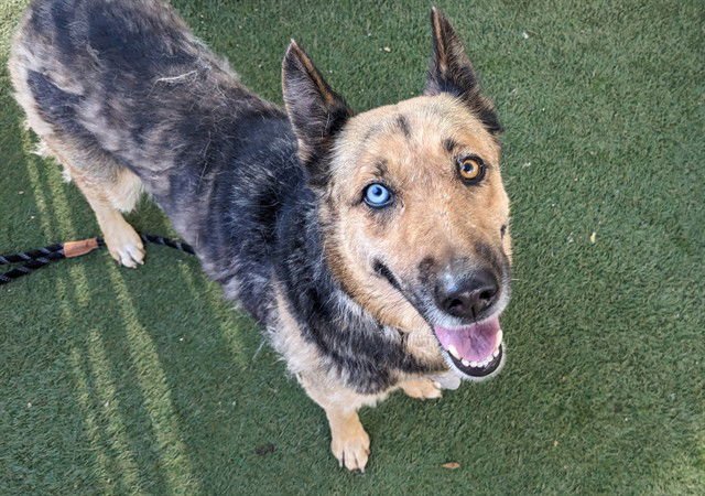 ASHA - German Shepherd Dog / Husky available for adoption