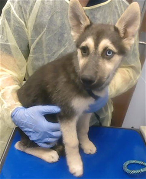 WHYBEE - German Shepherd Dog / Siberian Husky available for adoption