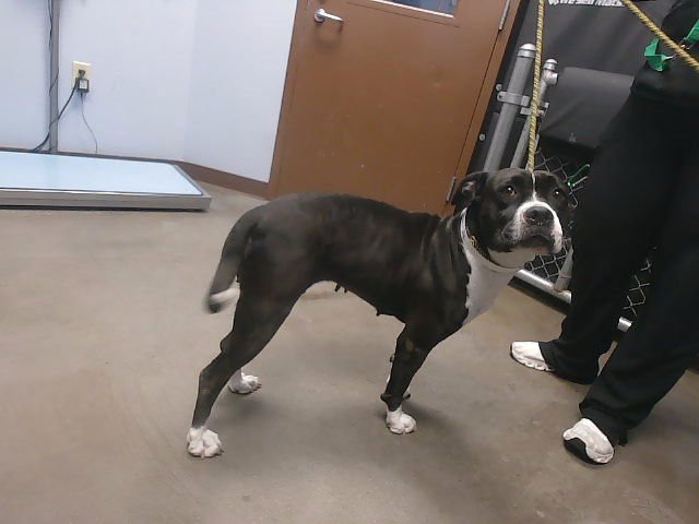 RAVE - Boxer available for adoption