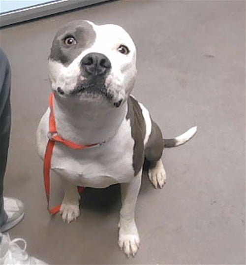CASPIAN - American Pit Bull Terrier available for adoption