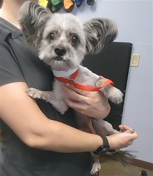 RATATOUILLE - Poodle (Toy) available for adoption