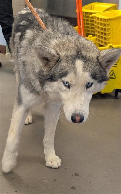 MCFLURRY - Husky available for adoption