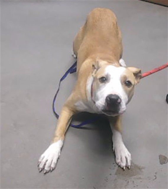 BIG OL BABY - American Pit Bull Terrier available for adoption