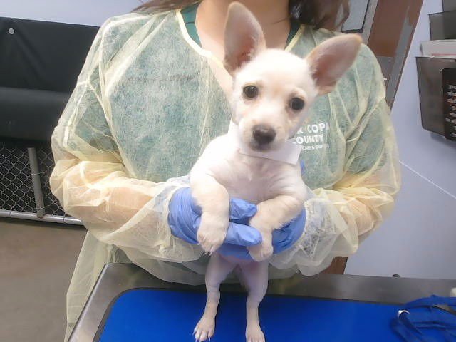 ROSIE - Chihuahua available for adoption