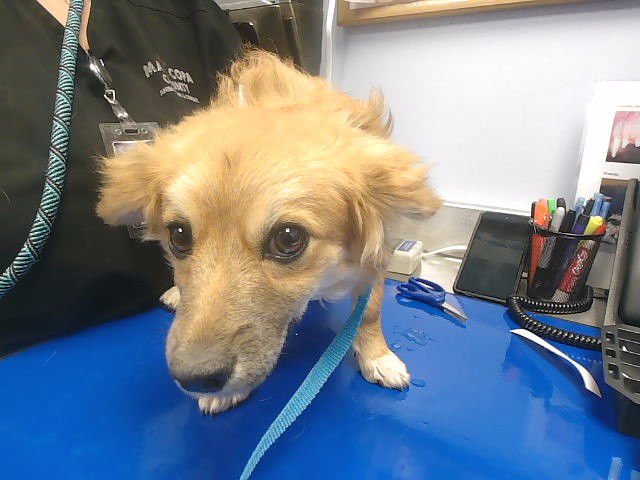 PUMPKIN - Chihuahua / Dachshund available for adoption