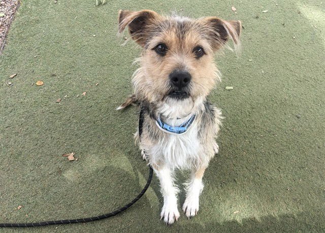 NEVILLE - Border Terrier available for adoption