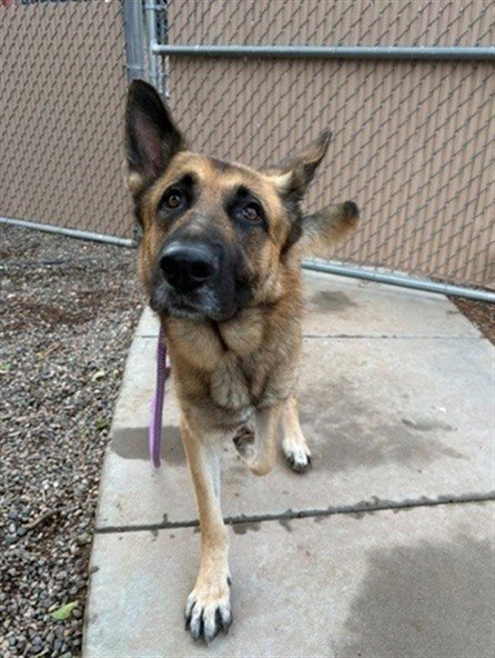 BOKKETTO - German Shepherd Dog available for adoption