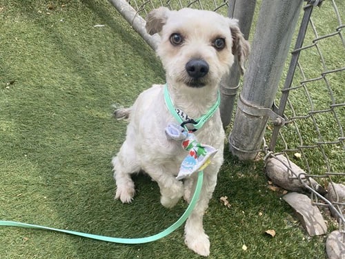 TOM - Poodle (Miniature) available for adoption