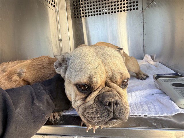 SPRINKLES - French Bulldog available for adoption