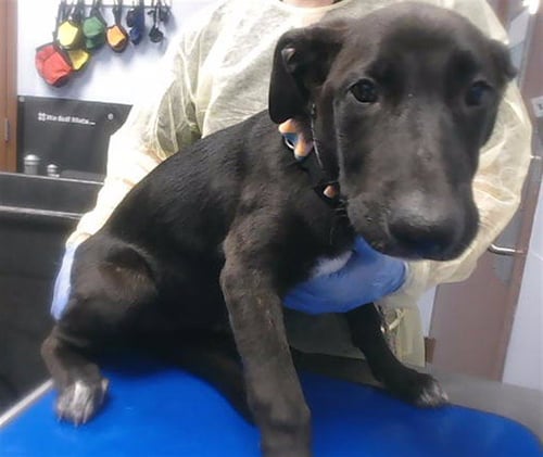 BETTY - Labrador Retriever available for adoption