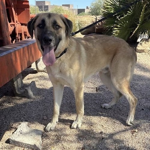 FIDDLE - German Shepherd Dog available for adoption
