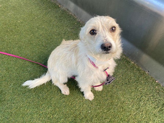 SONORA - Cairn Terrier available for adoption