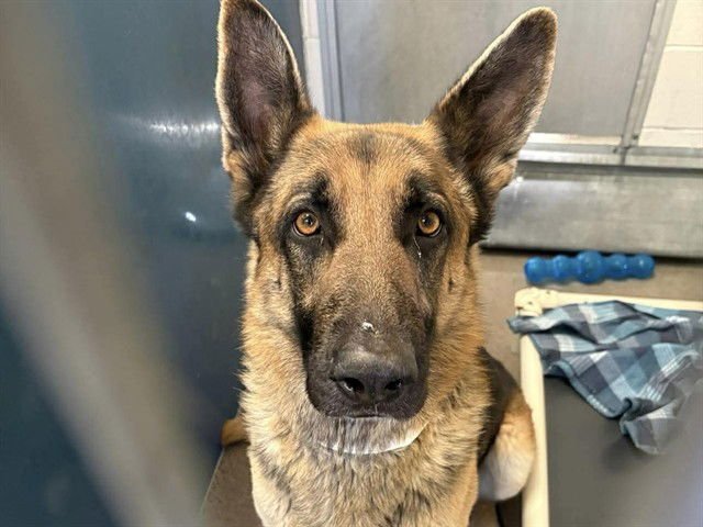 BRUNO - German Shepherd Dog available for adoption