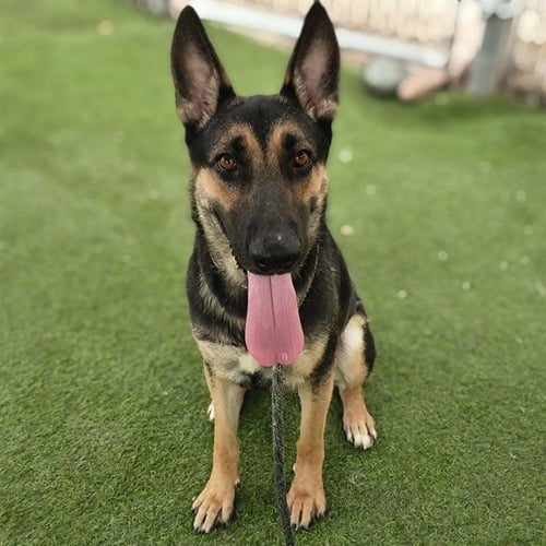 ECLAIR - German Shepherd Dog available for adoption