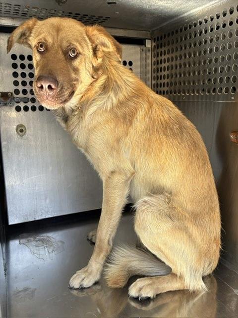WHEELS - Labrador Retriever available for adoption