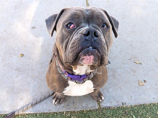 ACE - Bulldog available for adoption